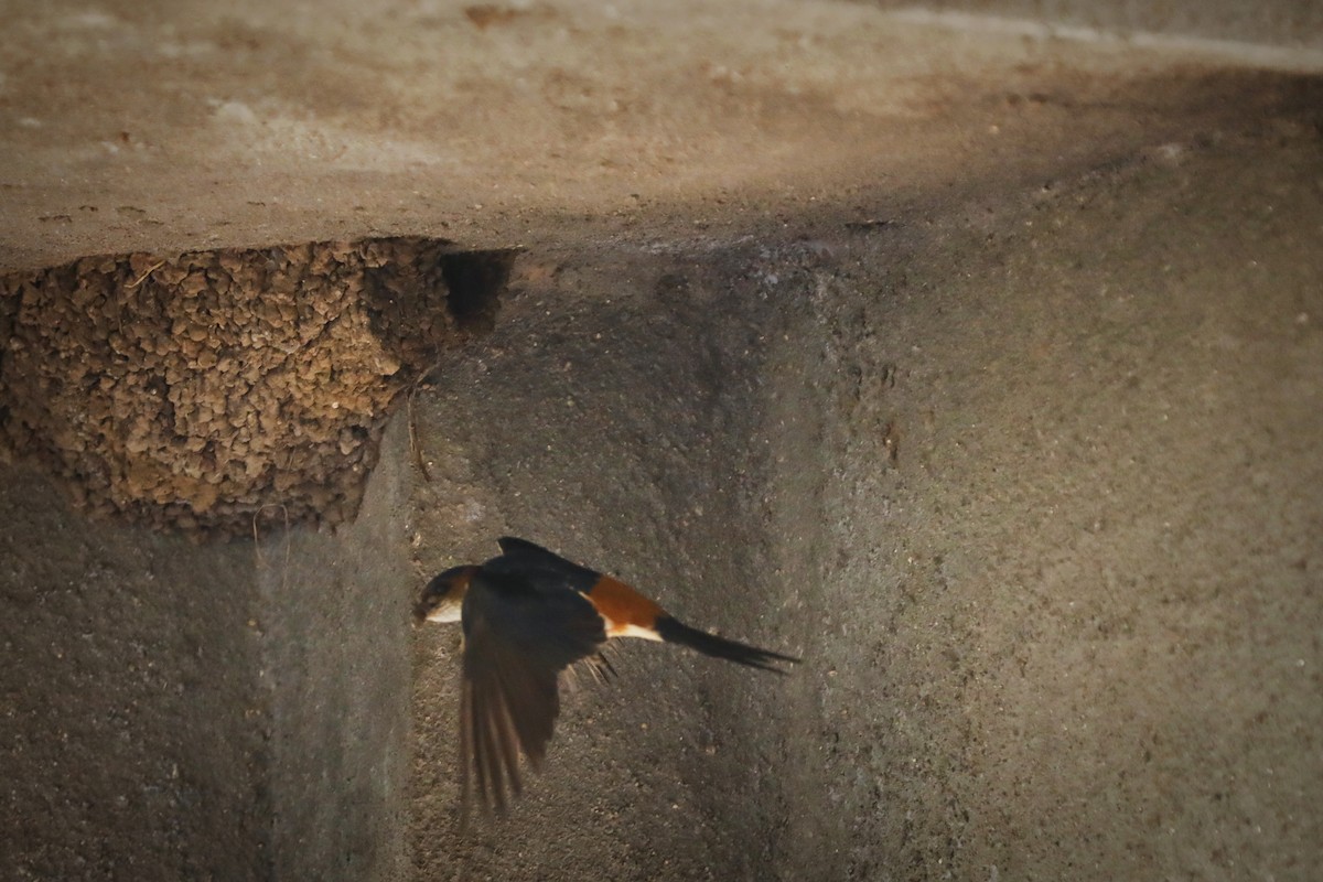 Red-rumped Swallow - ML620020159