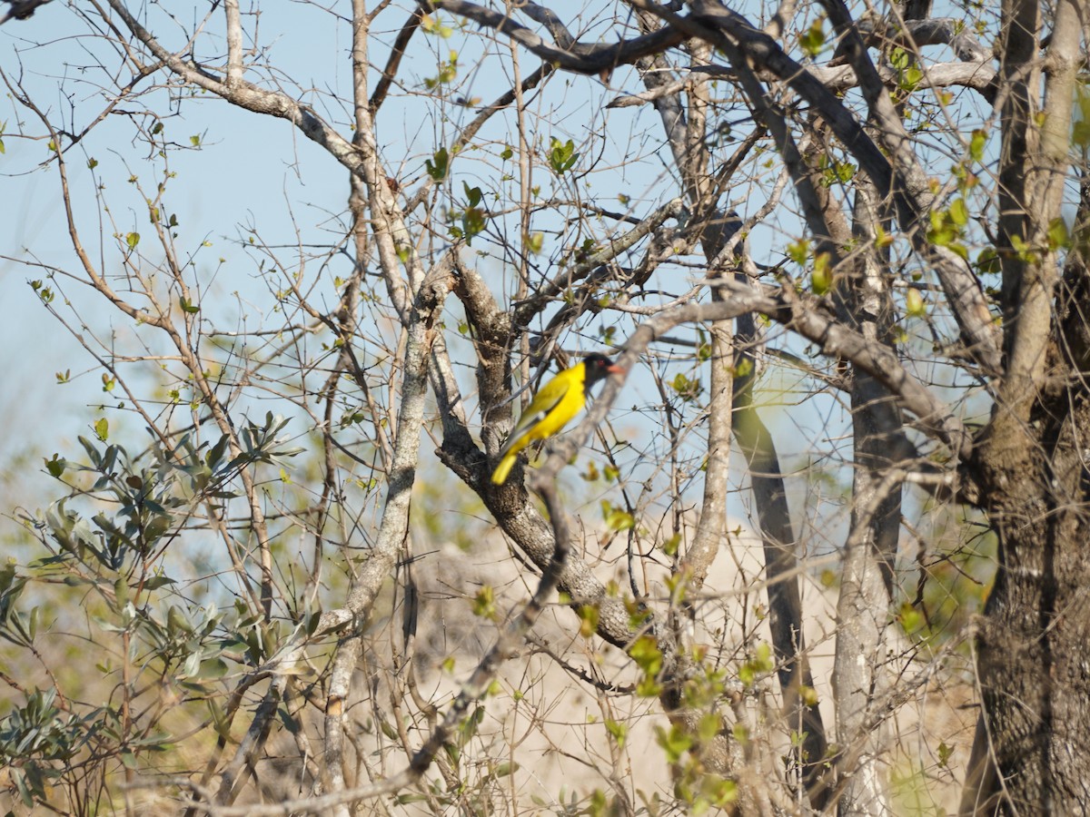 African Black-headed Oriole - ML620020176