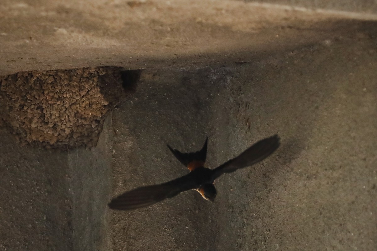 Red-rumped Swallow - ML620020180