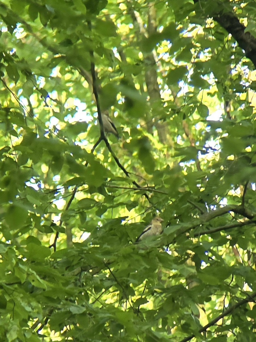 Hawfinch - ML620020202