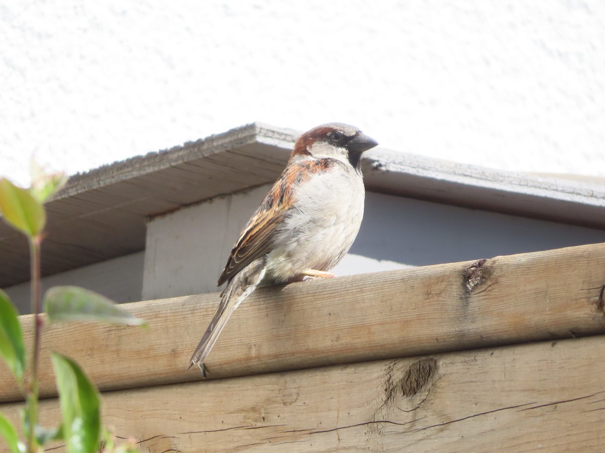 House Sparrow - ML620020207