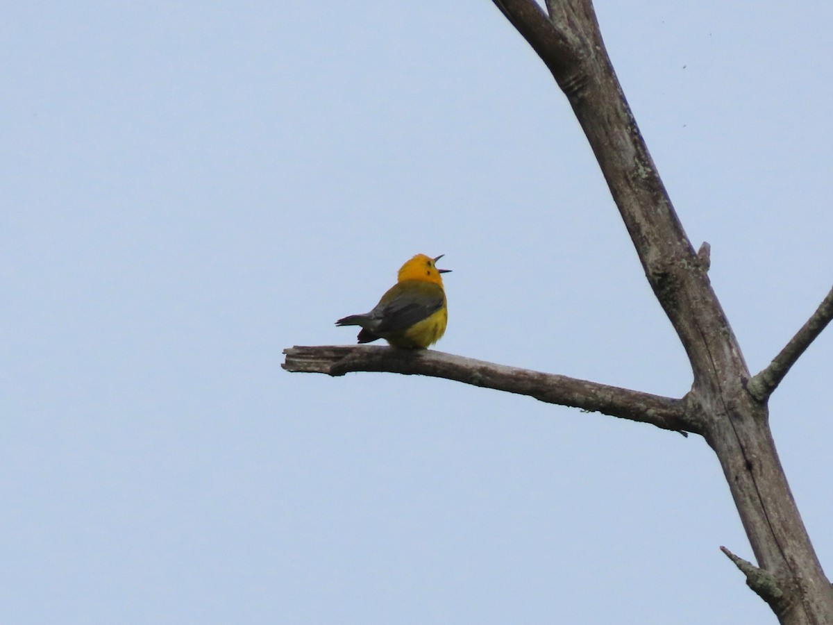 Prothonotary Warbler - ML620020210