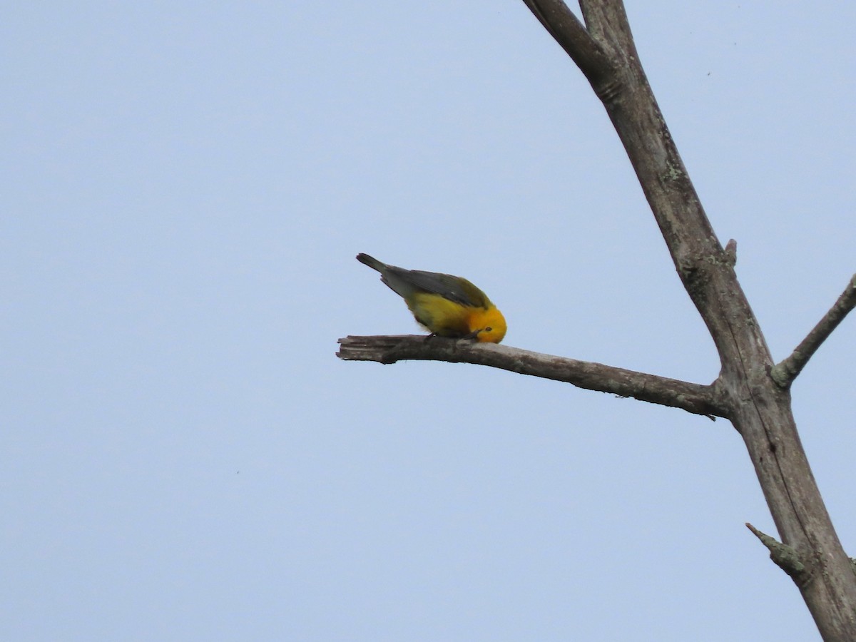 Prothonotary Warbler - ML620020211