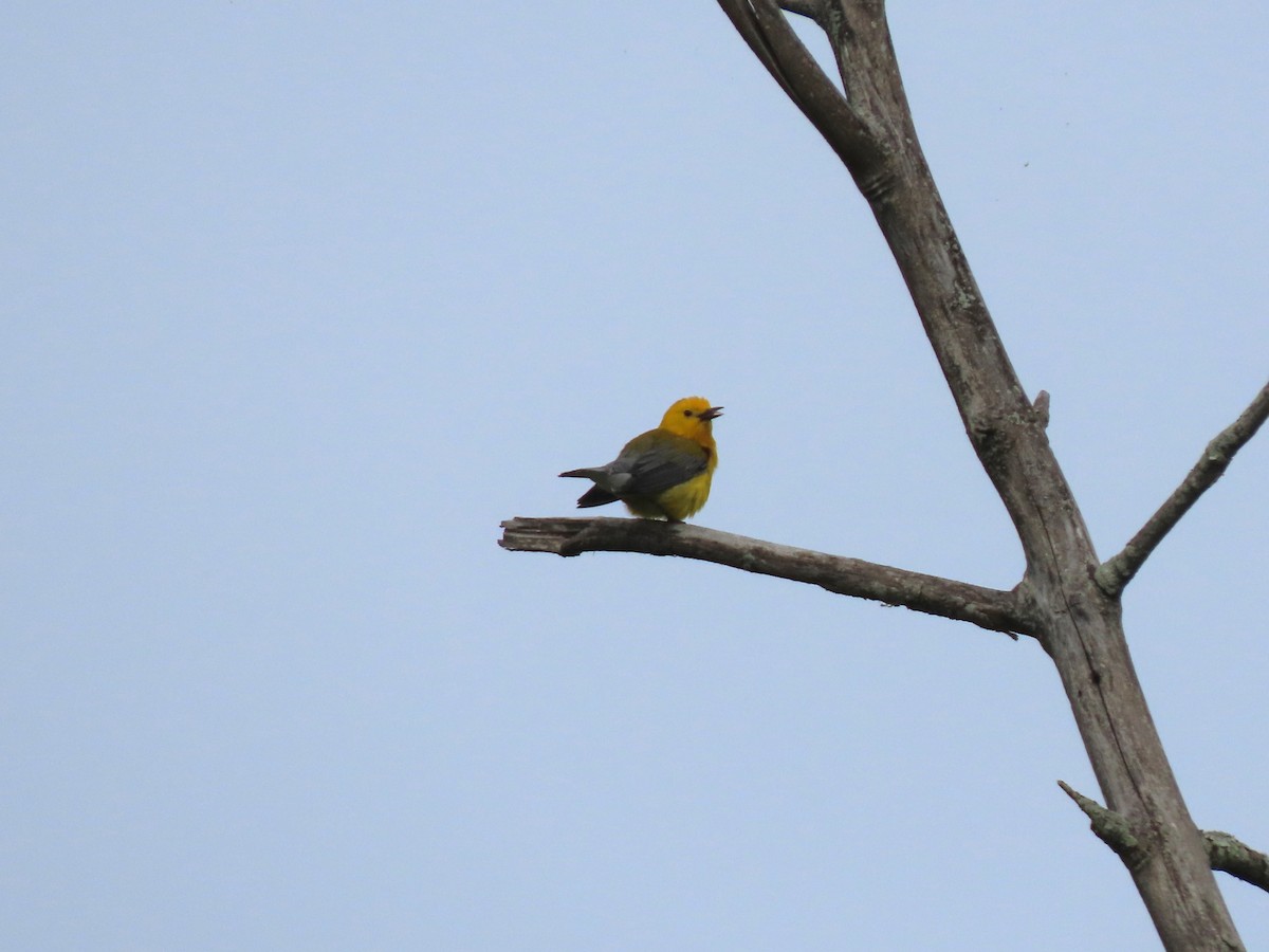 Prothonotary Warbler - ML620020212