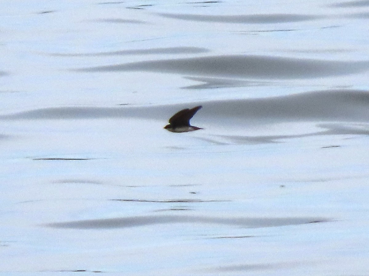 Northern Rough-winged Swallow - ML620020217