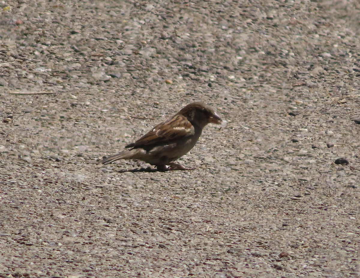 House Sparrow - ML620020218