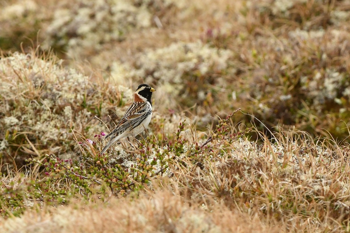 Lapland Longspur - ML620020274