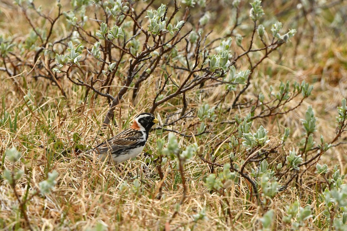 Lapland Longspur - ML620020275