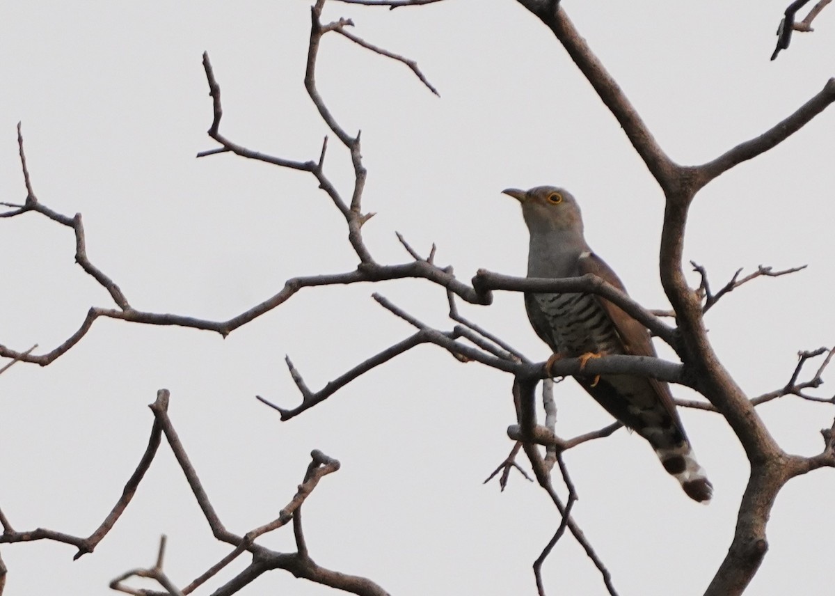 Indian Cuckoo - ML620020284