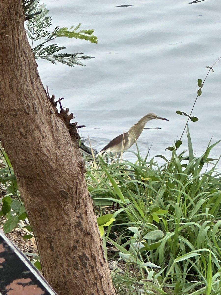 Indian Pond-Heron - ML620020287