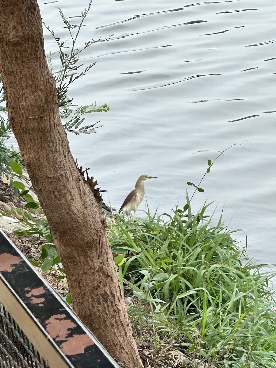 Indian Pond-Heron - ML620020290