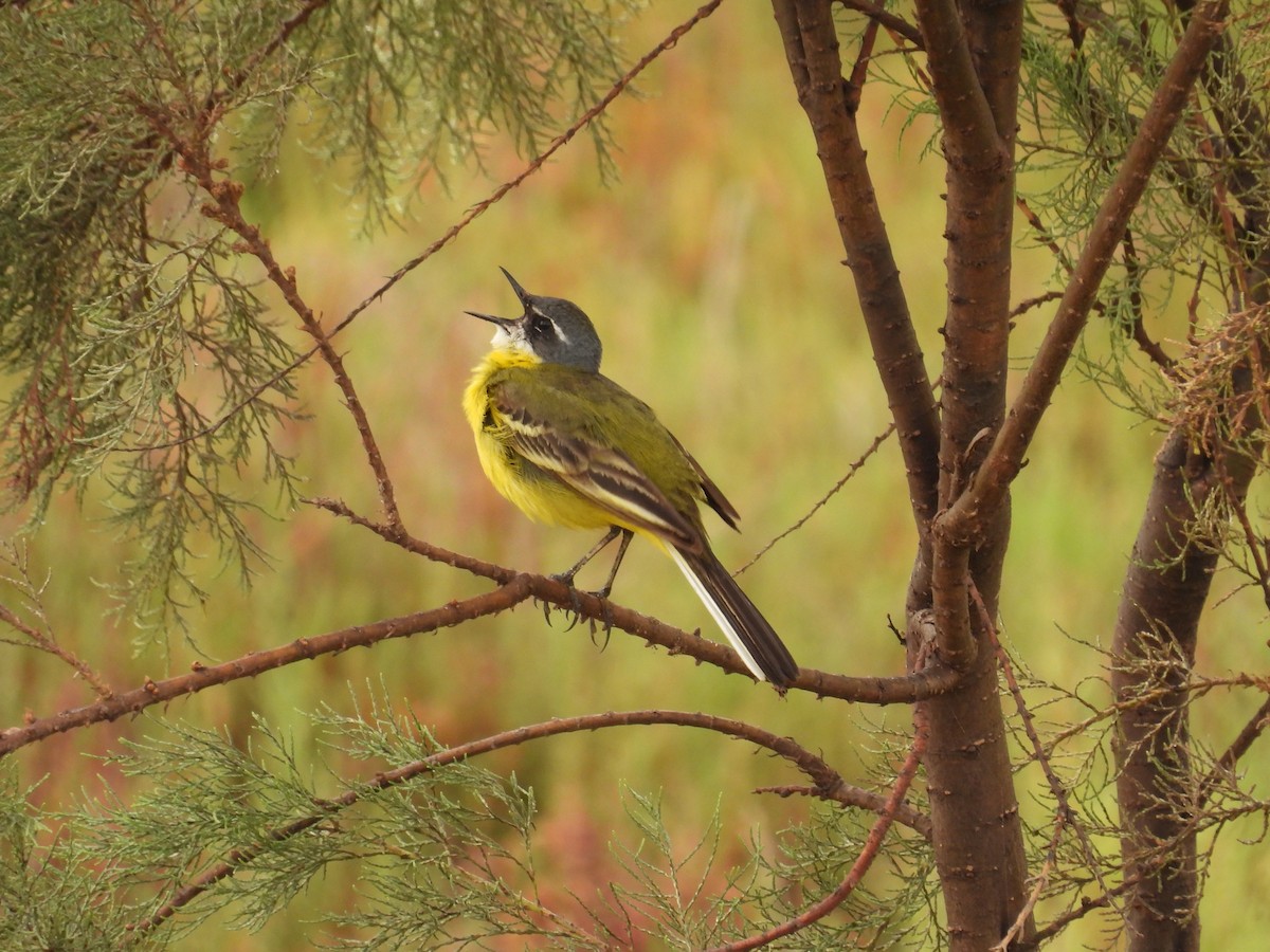 Western Yellow Wagtail (iberiae) - ML620020308