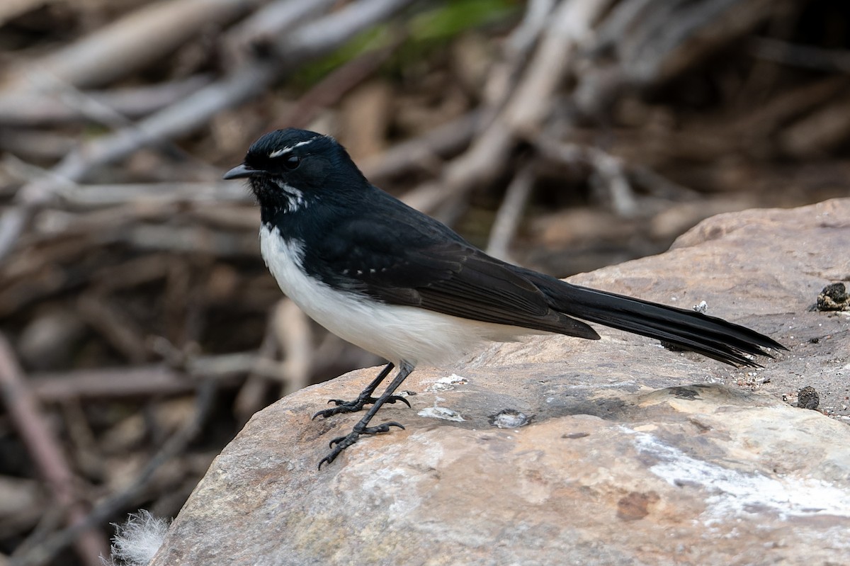 Willie-wagtail - ML620020320