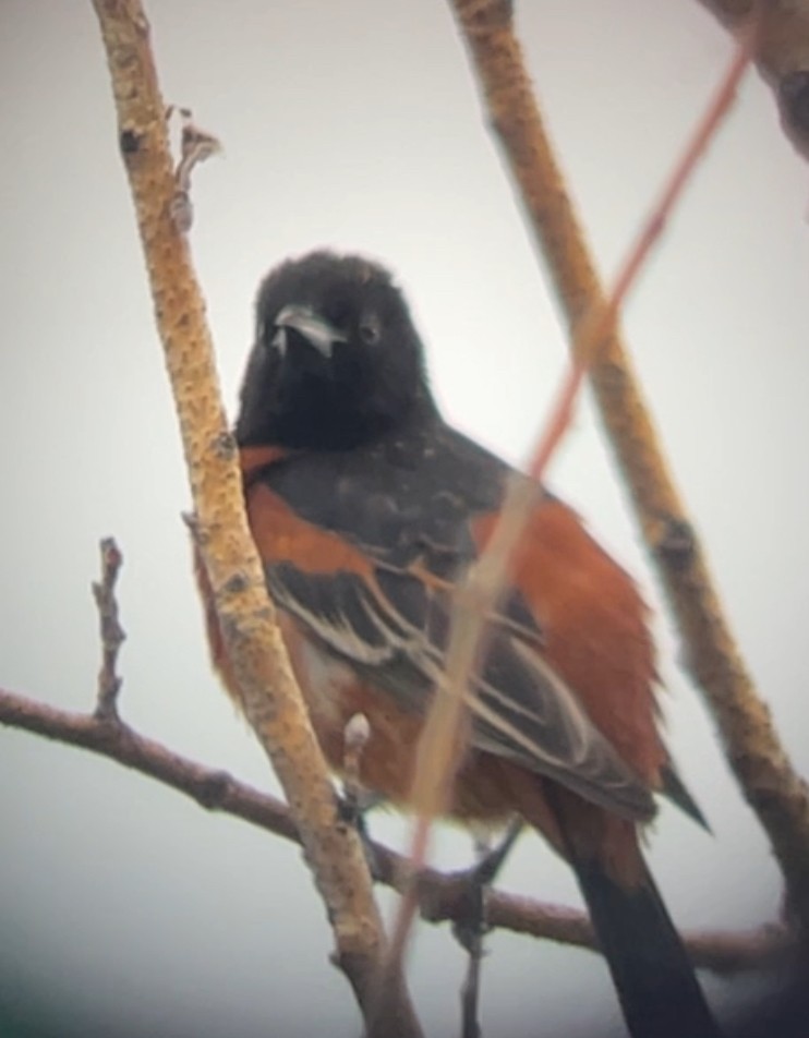 Orchard Oriole - ML620020331