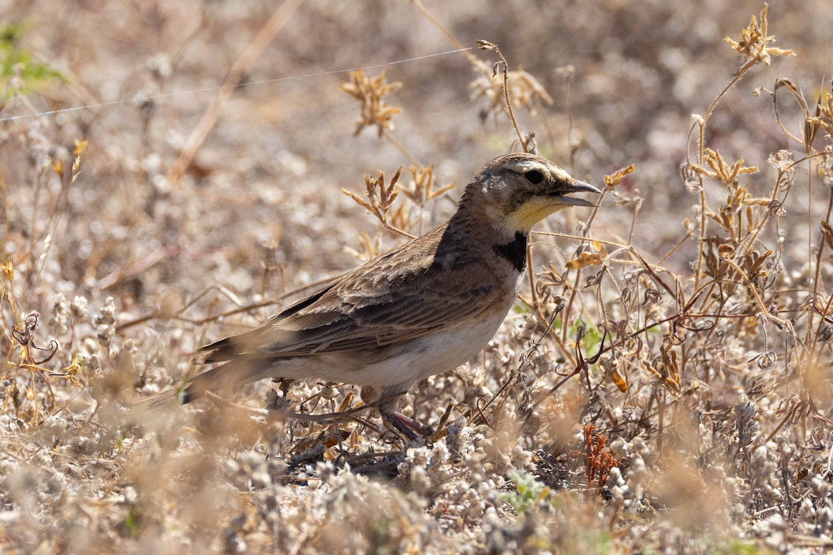 Horned Lark - Eric VanderWerf