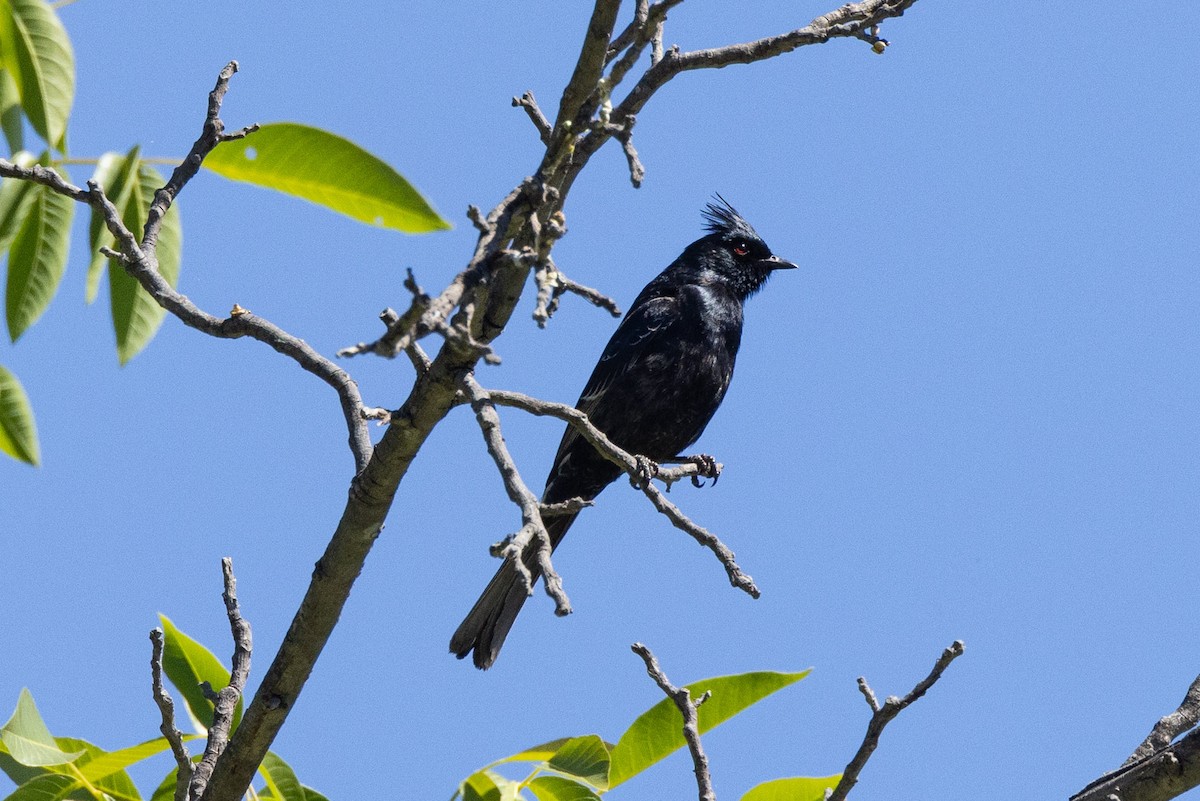 Capulinero Negro - ML620020383