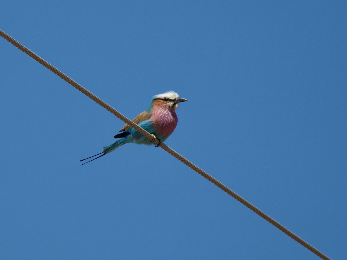 Lilac-breasted Roller - ML620020384