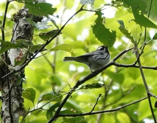 Black-throated Gray Warbler - ML620020398