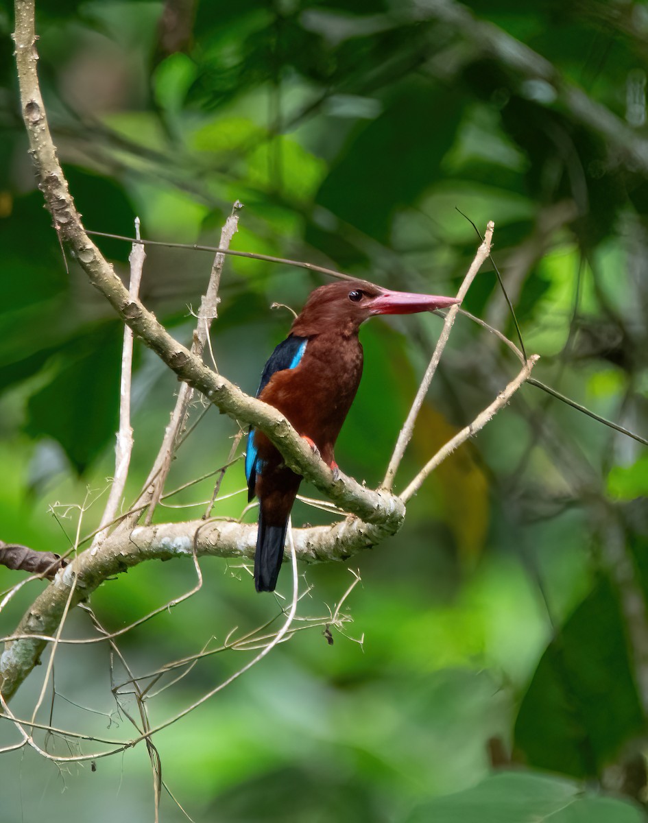 Brown-breasted Kingfisher - ML620020403