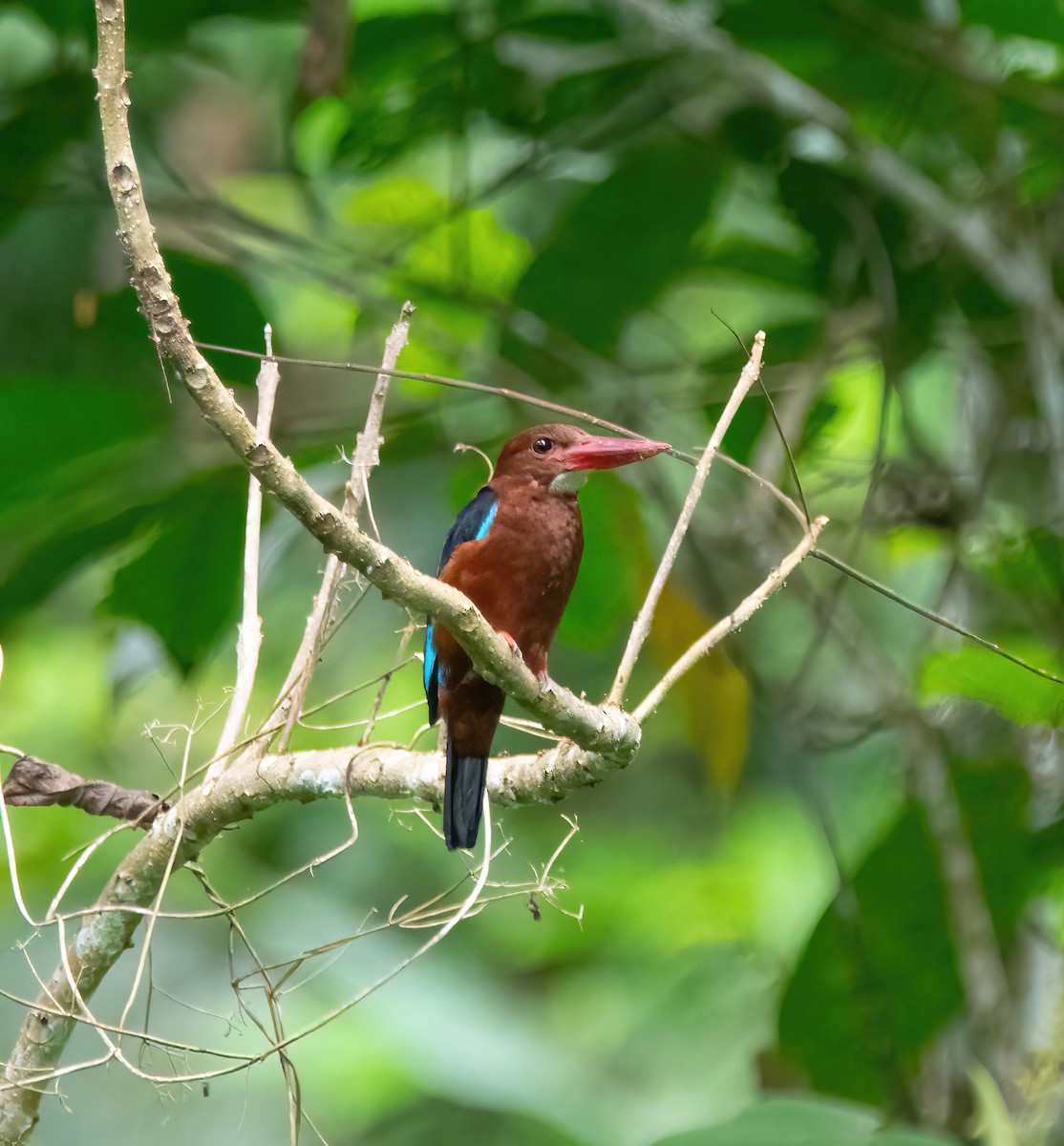 Brown-breasted Kingfisher - ML620020404