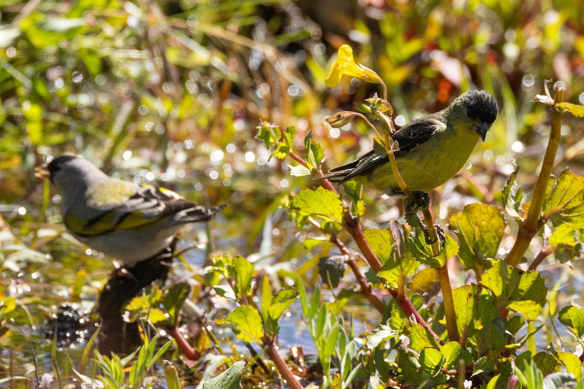 Lesser Goldfinch - ML620020405