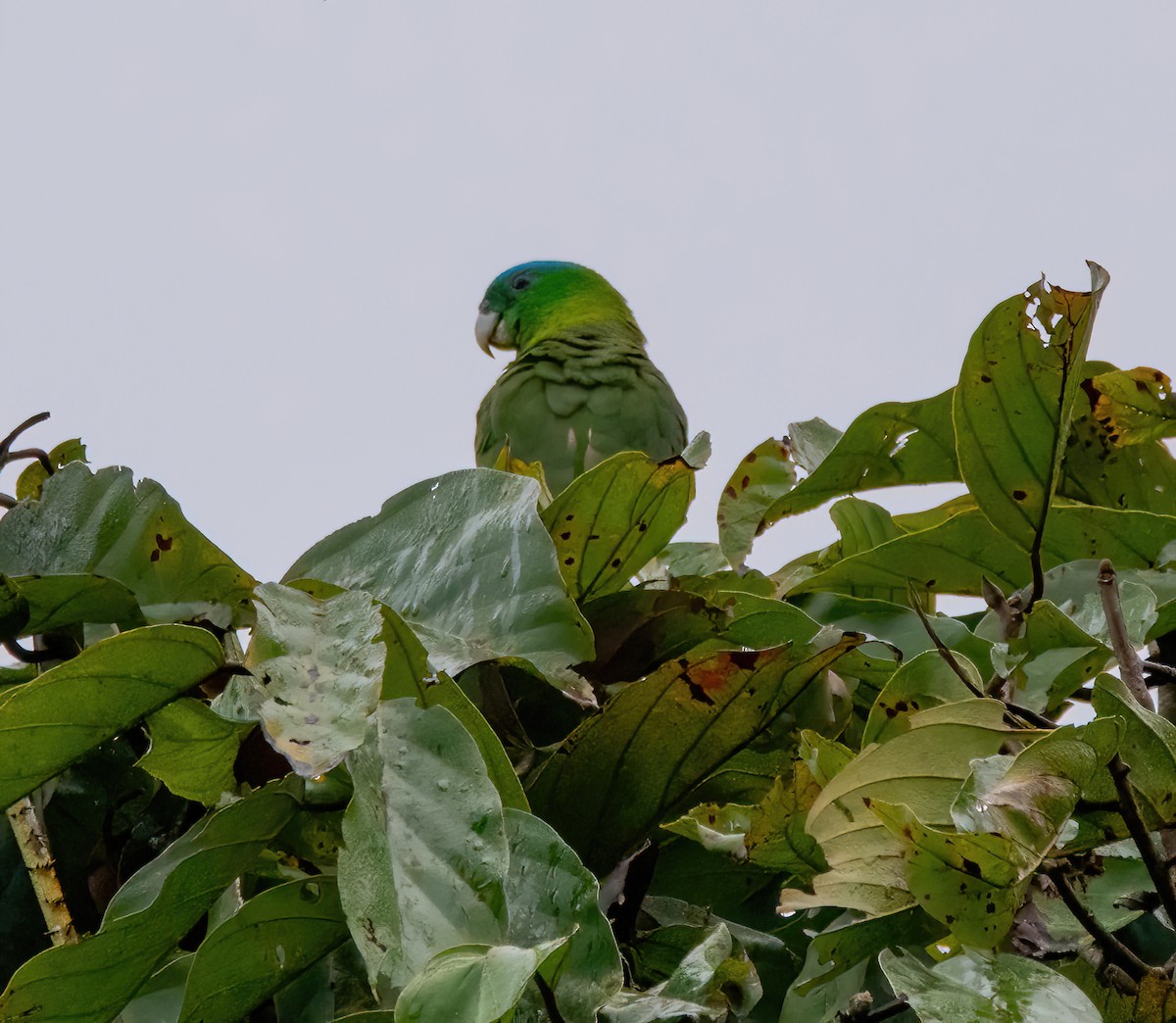 Blue-crowned Racquet-tail - ML620020423