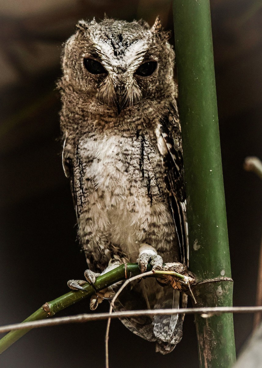 Indian Scops-Owl - ML620020452