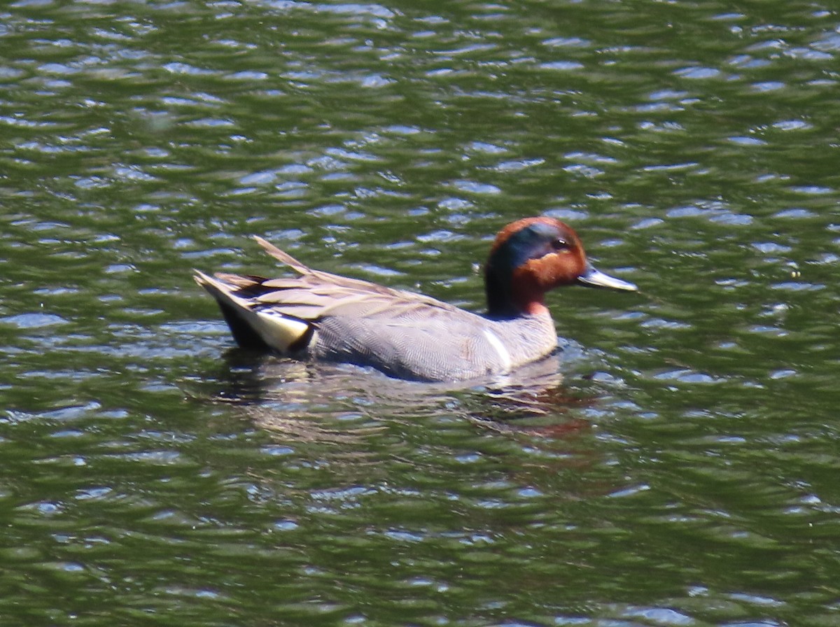 Green-winged Teal - ML620020463