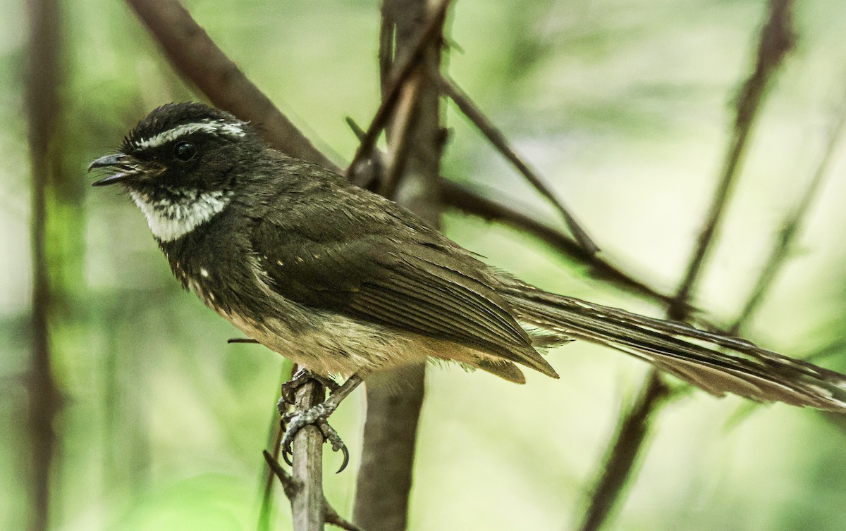 Spot-breasted Fantail - ML620020471