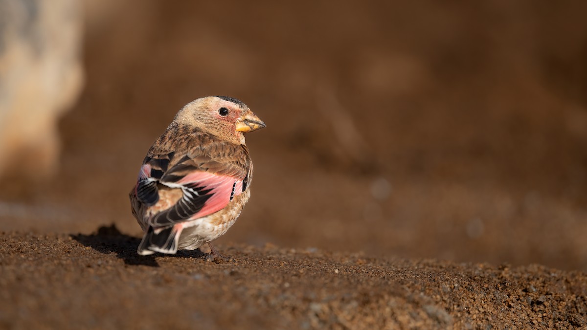 Crimson-winged Finch - ML620020481