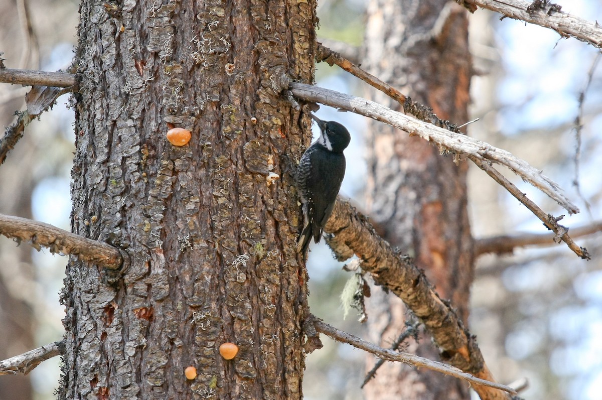 Black-backed Woodpecker - ML620020502