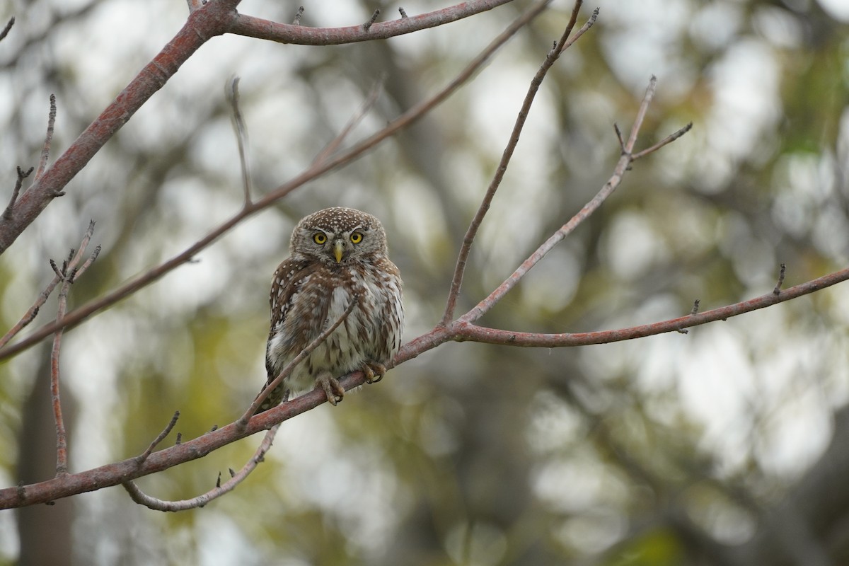 Pearl-spotted Owlet - ML620020534