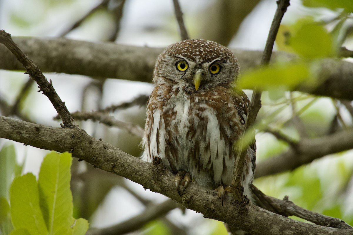 Pearl-spotted Owlet - ML620020535