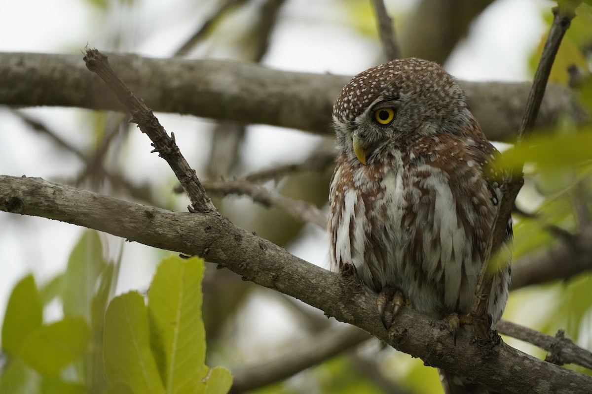 Pearl-spotted Owlet - ML620020536