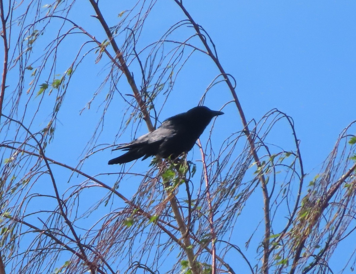 American Crow - ML620020545