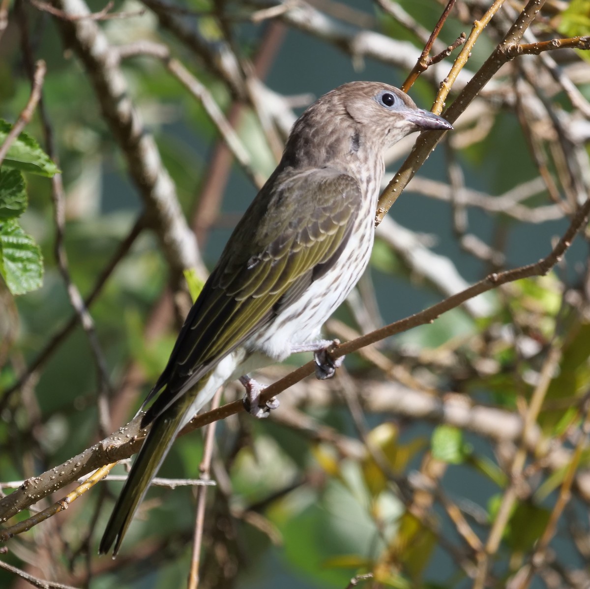 Australasian Figbird - ML620020549