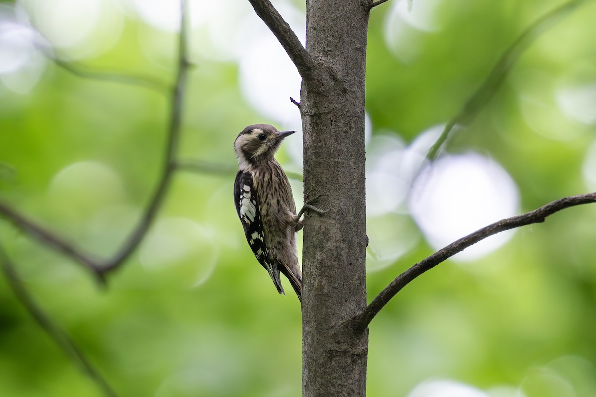 Gray-capped Pygmy Woodpecker - ML620020552