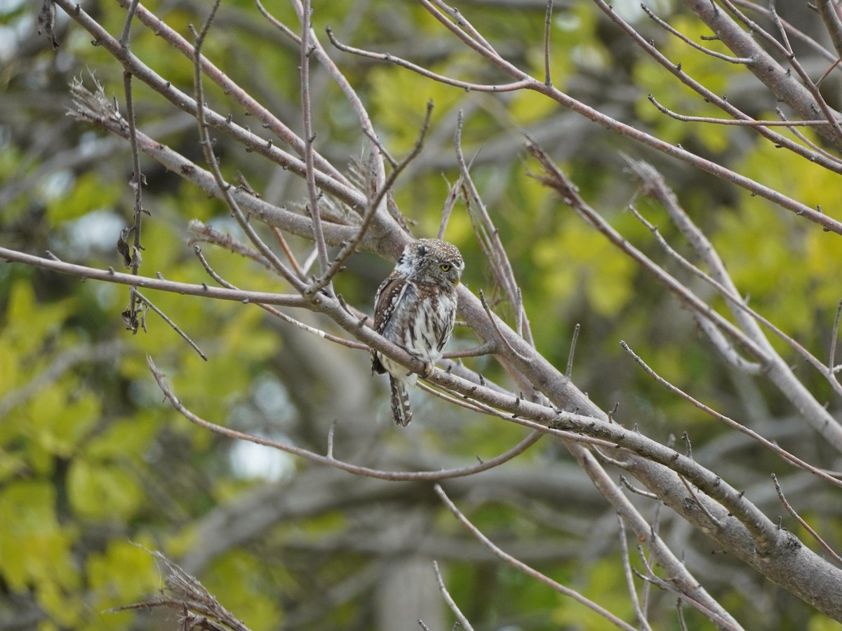 Pearl-spotted Owlet - ML620020570