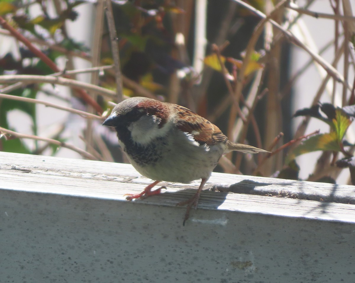 House Sparrow - ML620020600