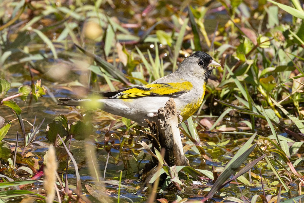 Lawrence's Goldfinch - ML620020645