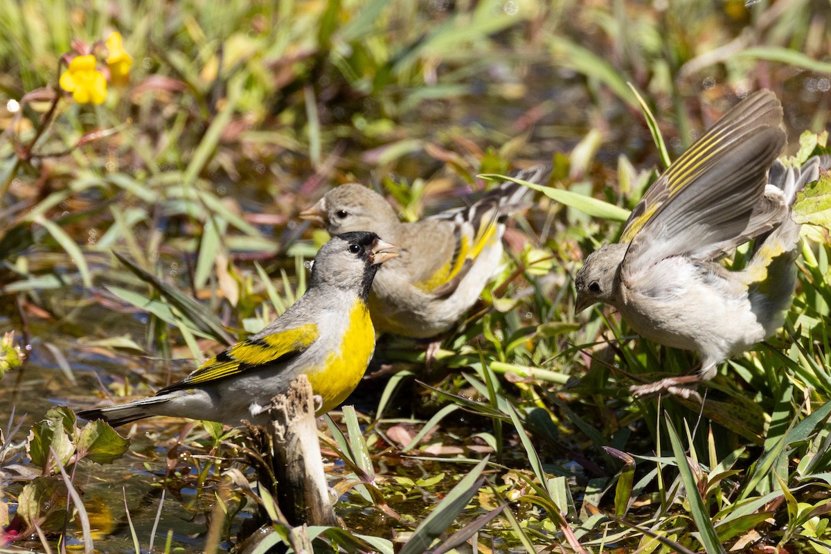 Lawrence's Goldfinch - ML620020646