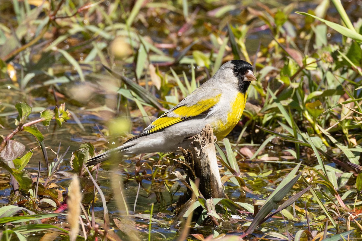 Lawrence's Goldfinch - ML620020647