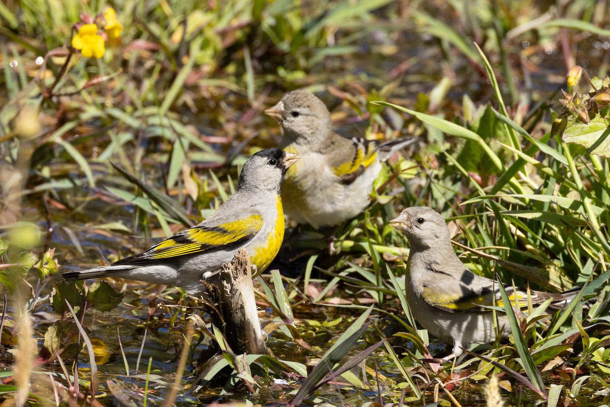 Lawrence's Goldfinch - ML620020648