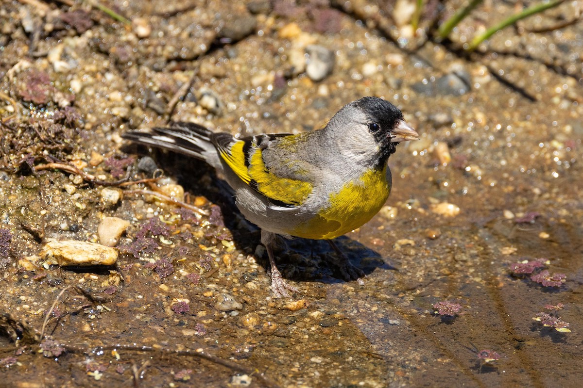 Lawrence's Goldfinch - ML620020651