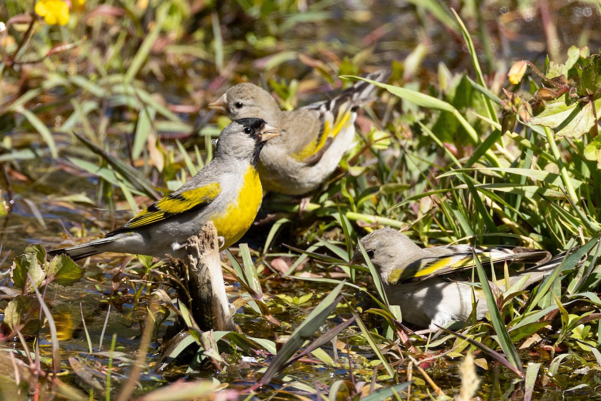 Lawrence's Goldfinch - ML620020652