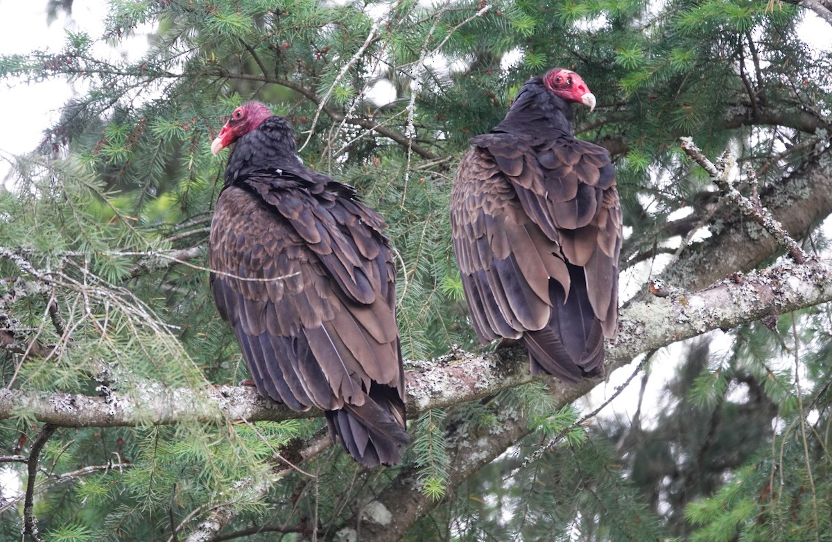 Turkey Vulture - ML620020661