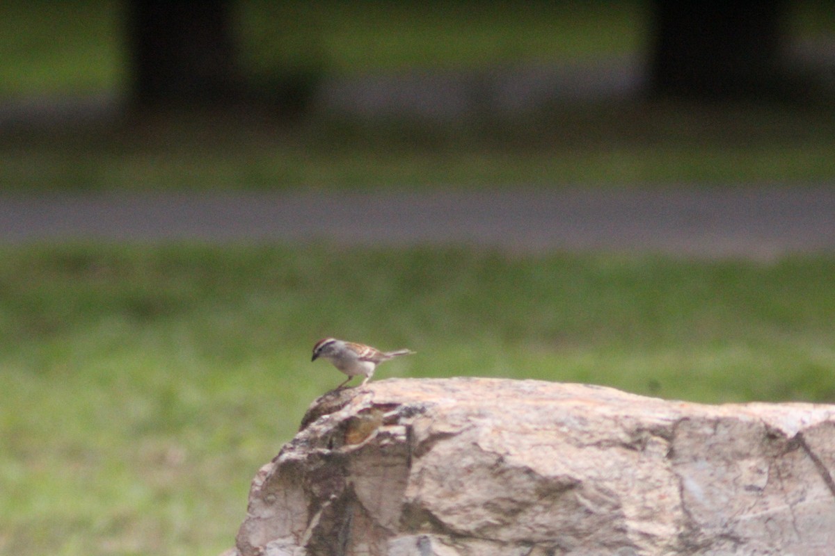 Chipping Sparrow - ML620020668
