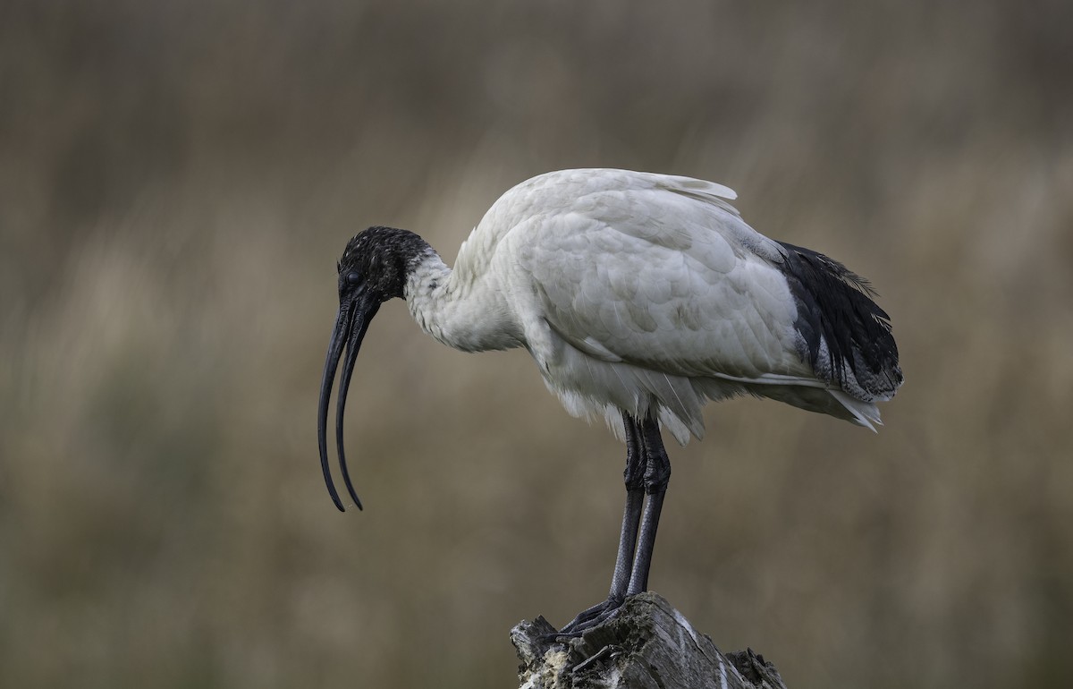 ibis australský - ML620020674