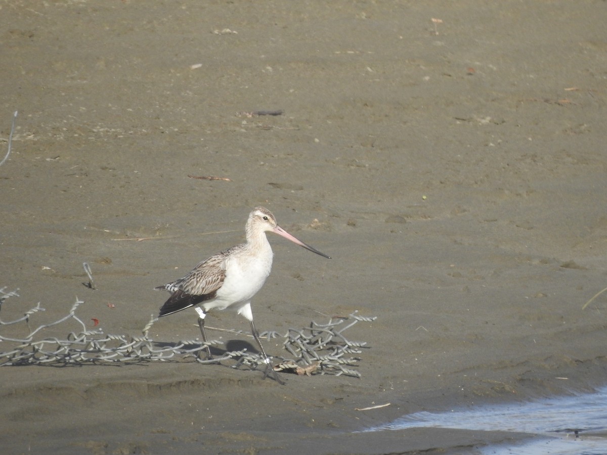 Bar-tailed Godwit - ML620020687