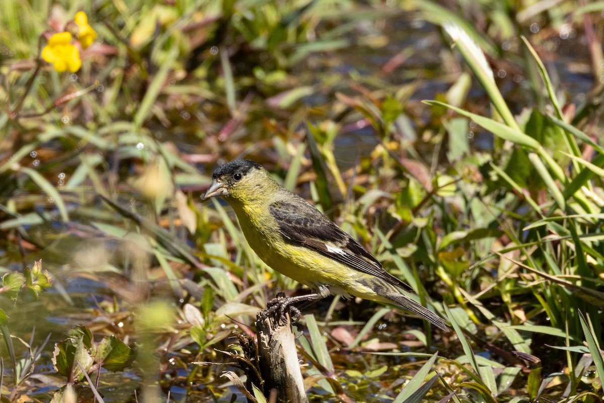 Lesser Goldfinch - ML620020693